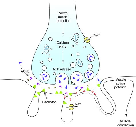 Diagram of the neuromuscular junction. Top, A nerve action potential ...