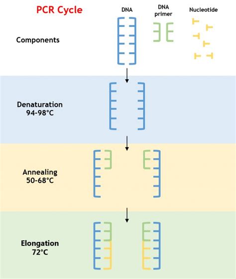 Conventional PCR Clinisciences