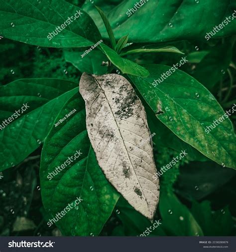 80 Daun gugur Images, Stock Photos & Vectors | Shutterstock