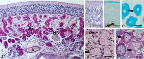 Histological features of the sheep olfactory mucosa. (a) Transverse... | Download Scientific Diagram