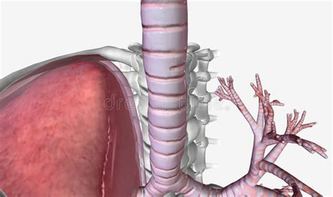 Lower Respiratory Tract Bronchi and Lungs Stock Illustration - Illustration of airway, vessels ...