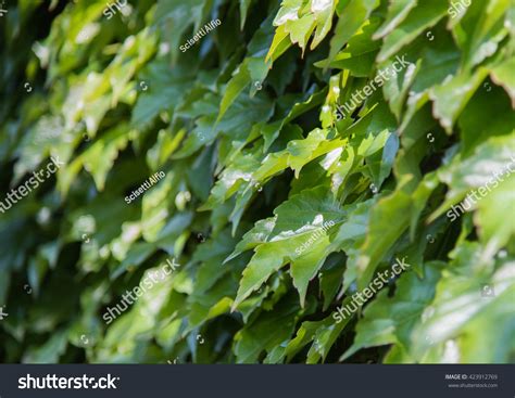 Green Background Of Ivy Leaves Stock Photo 423912769 : Shutterstock