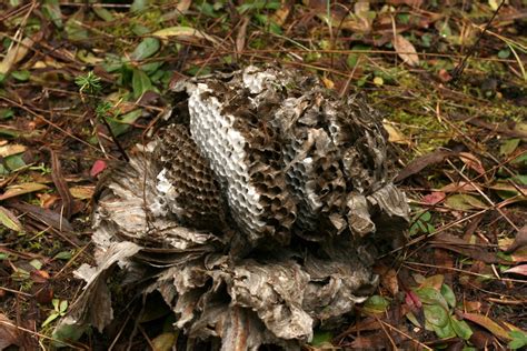 Autumn reveals hidden hornet nests – Naturally North Idaho