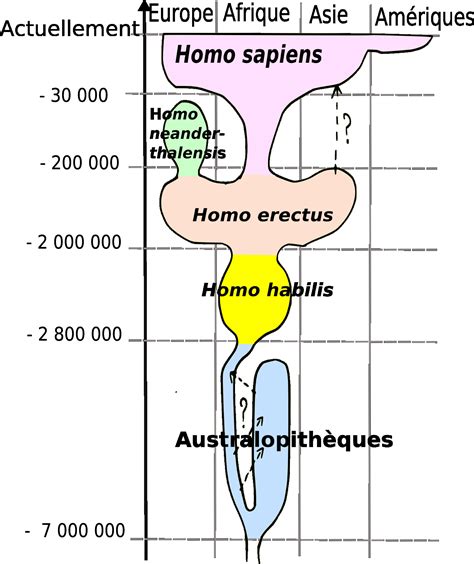 File:Human evolution.jpg - Wikimedia Commons