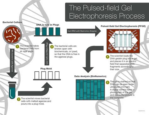 Pulsed-field Gel Electrophoresis (PFGE) - Definition, Types, Steps, Applications - Biology Notes ...