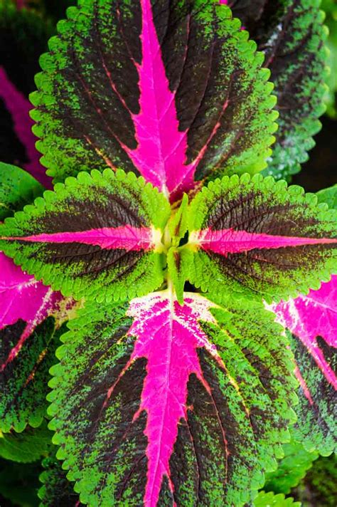 Coleus Shade Garden | Fasci Garden