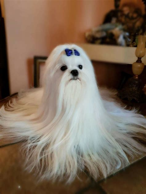 Gorgeous Maltese with very long coat. | Maltese dog breed, Teacup puppies maltese, Maltese dogs