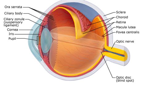 30 Label Of The Eye - Label Design Ideas 2020