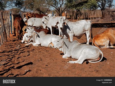 White Brahman Cattle Image & Photo (Free Trial) | Bigstock