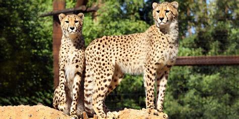 $34.50 – Wildlife World Zoo: Admission thru Spring | Travelzoo