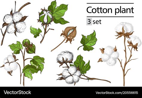 Set of hand draw ink cotton plant Royalty Free Vector Image