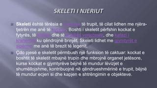 Skeleti i njeriut | PPT