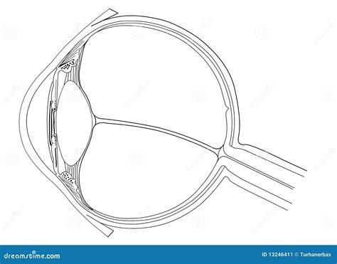 De anatomie van het oog vector illustratie. Illustratie bestaande uit ...