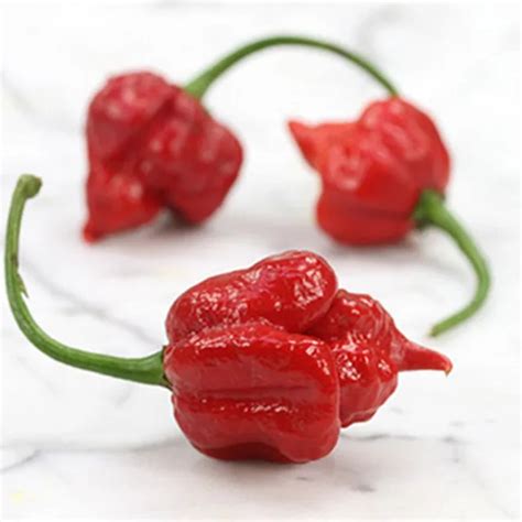 100pcs Seeds Rare Trinidad Scorpion Spicy Hot Pepper Fresh Chilli – GreenSeedGarden