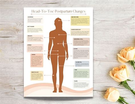 Postpartum Body Changes Handout PDF Printable Doula | Etsy