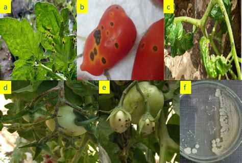 Figure 1 from Pseudomonas syringae pv. tomato and severity of bacterial speck disease on tomato ...