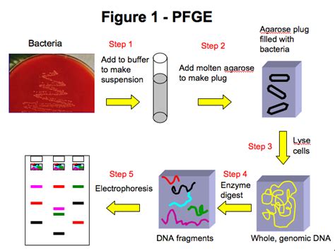 Genetic Testing | Food Safety News