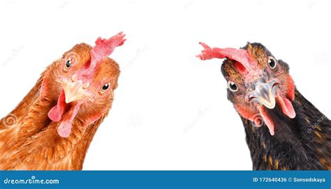 Portrait of a Funny Chickens Stock Photo - Image of female, brown ...