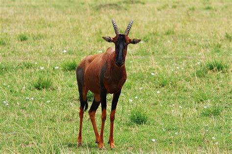 Topi Antelope Photograph by Aidan Moran - Fine Art America