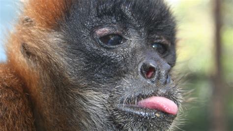 Central Florida Zoo & Botanical Gardens black-handed-spider-monkey-(6) – Central Florida Zoo ...