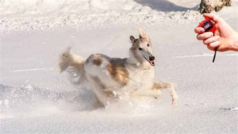 How Fast Can The Borzoi Run? | Doggo Sports