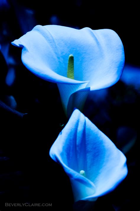 Blue Lilies - Beverly Claire Designs | Beverly Claire Designs