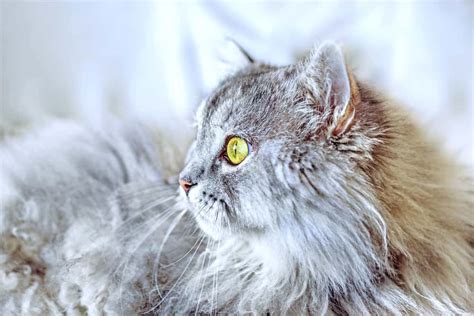 The Siberian Cat Personality 101: Best Facts Revealed!