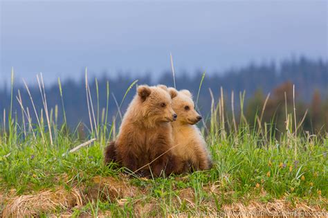 Grizzly Bear Cubs | Lake Clark National Park, Alaska | Photos by Ron Niebrugge