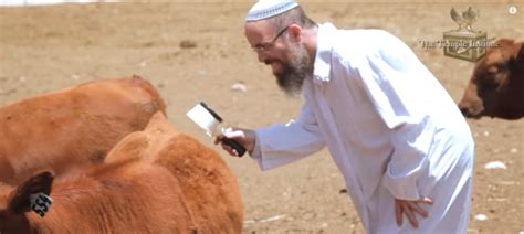 To ready for the final redemption, Israelis take red heifers by the horns | The Times of Israel