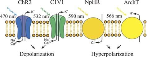 Principles of classic optogenetic instruments functioning: channel ...