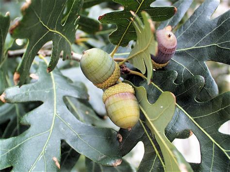 Oak Trees | Elbel Farms