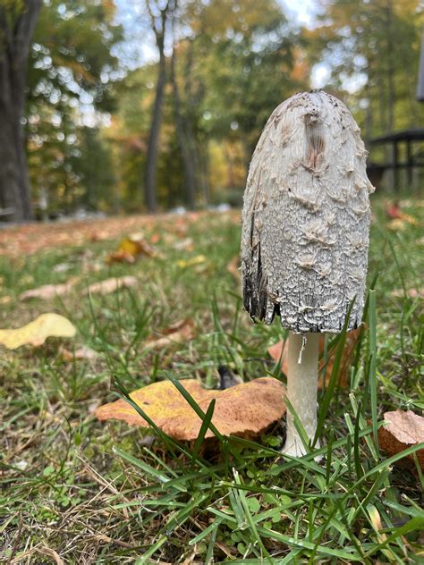 Upstate NY. Shaggy mane/ ink cap? : r/mushroomID