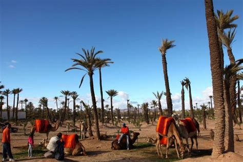 Sunset Camel Riding in the Palm Grove of Marrakech with pickup-drop off-Audax Events