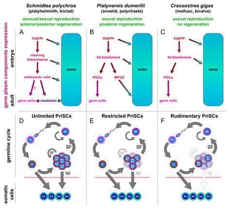 Germ plasm components expression in lophotrochozoans and their germline... | Download Scientific ...