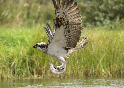 Osprey catching a fish Photograph by Science Photo Library | Fine Art ...