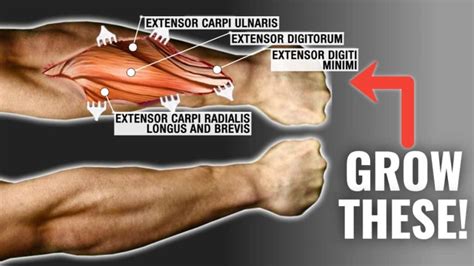 How To Get Bigger Forearms FAST (3 Science-Based Tips)