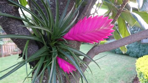 Tillandsia cyanea o pluma rosa: una exótica planta de interior