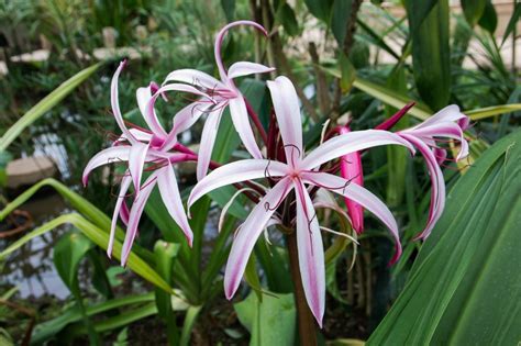 Crinum Lily Photos | ThriftyFun