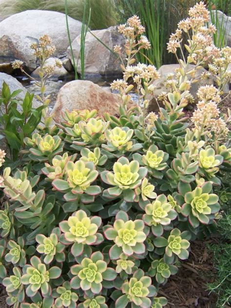 Aeonium haworthii 'Dream Color' - World of Succulents