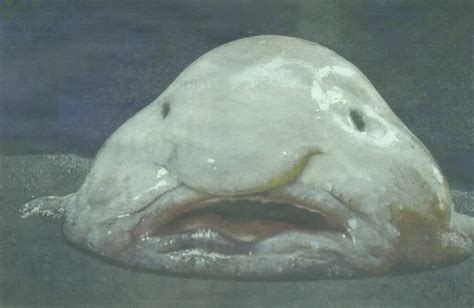 hoolawhoop: blobfish