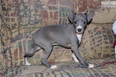 Milla: Italian Greyhound puppy for sale near Southeast Missouri ...