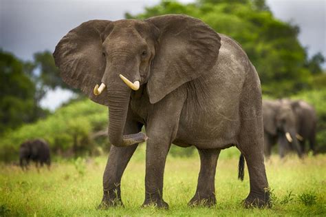 Africa elephants wallpaper | animals | Wallpaper Better