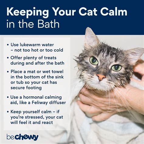 How to Bathe a Cat: Step-by-Step Tips From a Groomer | BeChewy