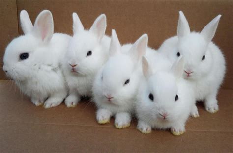 baby rabbits - Google Search | Easter | Pinterest | Rabbit, Cat and Animal