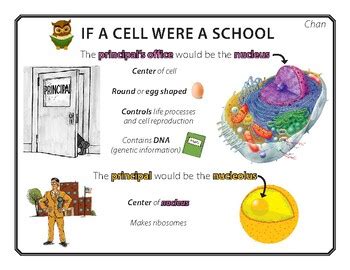 Results for cell analogy school | TPT