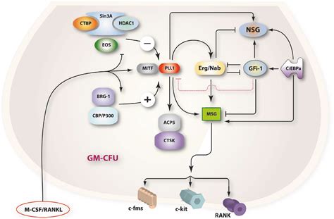 Figure 1 from Osteoclastogenesis--current knowledge and future ...