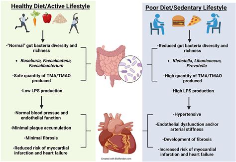 The Interplay between Cardiovascular Disease, Exercise, and the Gut ...