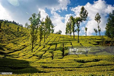 Kolukkumalai Tea Estate Photos and Premium High Res Pictures - Getty Images