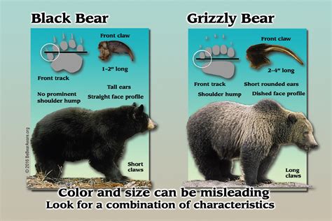 Black bear vs grizzly bear - Montana Hunting and Fishing Information