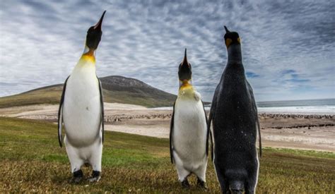 Las Malvinas, elegidas como el mejor destino de Vida Silvestre y Naturaleza del mundo | Turismo